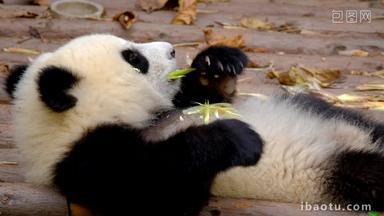 熊猫成都野生动物罕见的